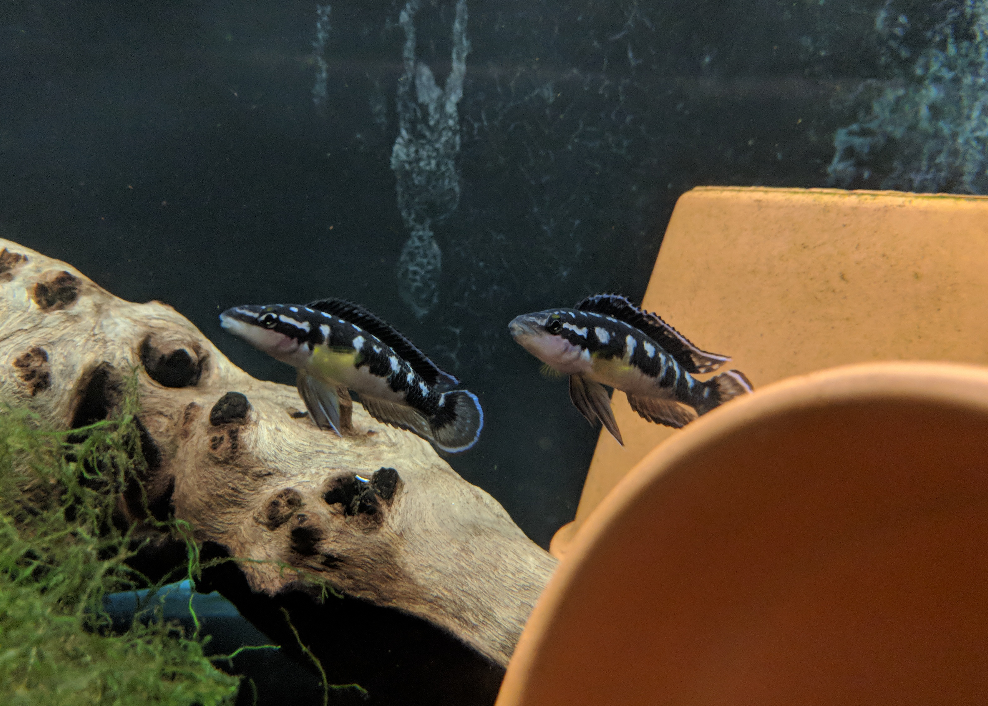 two black and white fish